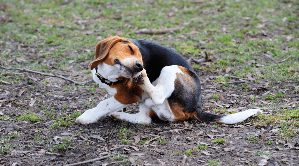 Cómo aliviar la picazón en perros de forma natural