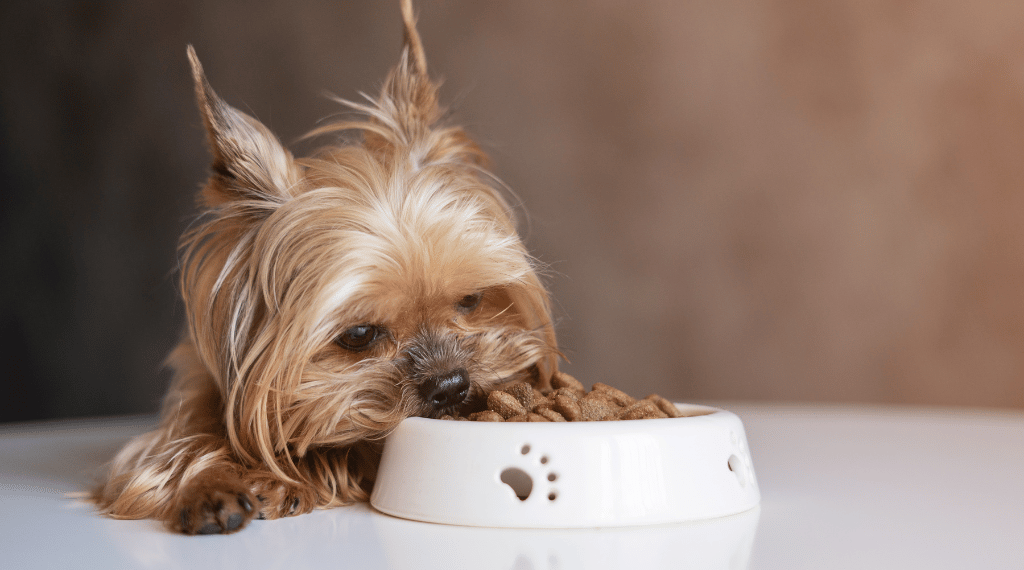 Cómo leer las etiquetas de los piensos para perros guía práctica para elegir bien