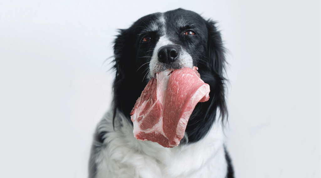 Dieta BARF para perros Guía completa para empezar paso a paso