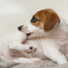 Suplementos naturales para perros con alergias