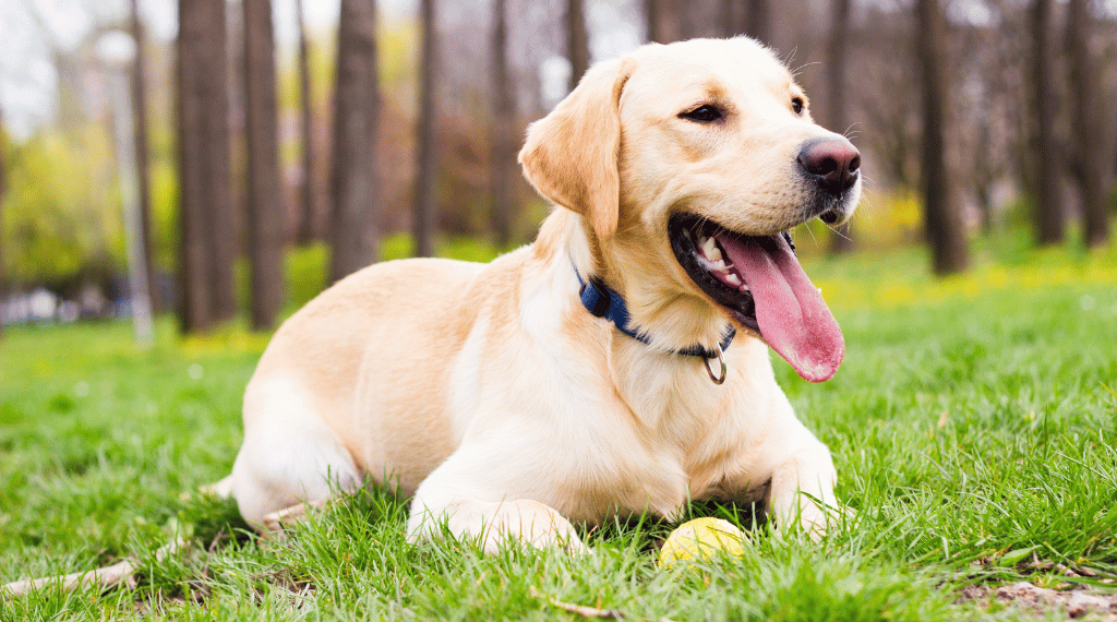 Perro comiendo dieta natural hipoalergénica